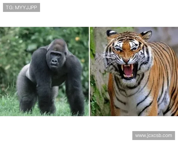 2020年火箭队与雷霆队全场精彩对决回顾与分析 2020年火箭队与雷霆队全场精彩对决回顾与分析